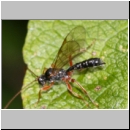 Dyspetes praerogator - Schlupfwespe w01b 9mm - Sandgrube Niedringhaussse det06.jpg